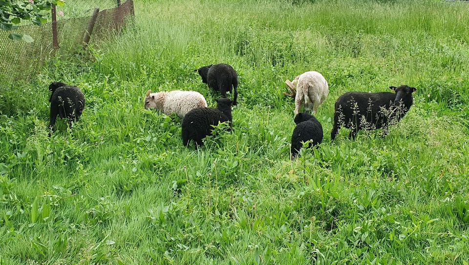 Ouessant Zwergschaf Lämmer Quessant in Rietz-Neuendorf