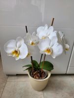 Orchidee Phalaenopsis mit große Blüten und 2 Rispen Nordrhein-Westfalen - Gladbeck Vorschau