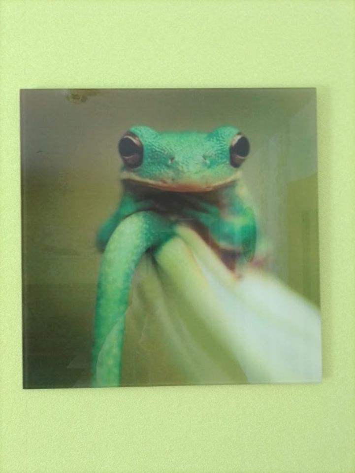 Glas Bilder "Frosch " ca. 45x45 cm . in Paderborn