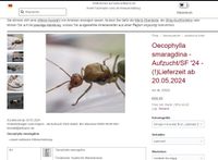 Oecophylla smaragdina | Ameisen | Junge Königinnen  aus SF '24 Niedersachsen - Lüneburg Vorschau
