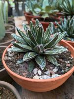 Agave victoria reginae Queen Victoria Agave 10-15cm winterhart Nordrhein-Westfalen - Nordkirchen Vorschau