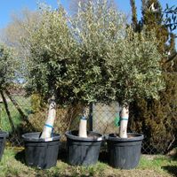 Olivenbaum Olea europaea “Arbequina” 30-40 cm Stu,160-180 cm Höhe Bayern - Buch a. Erlbach Vorschau