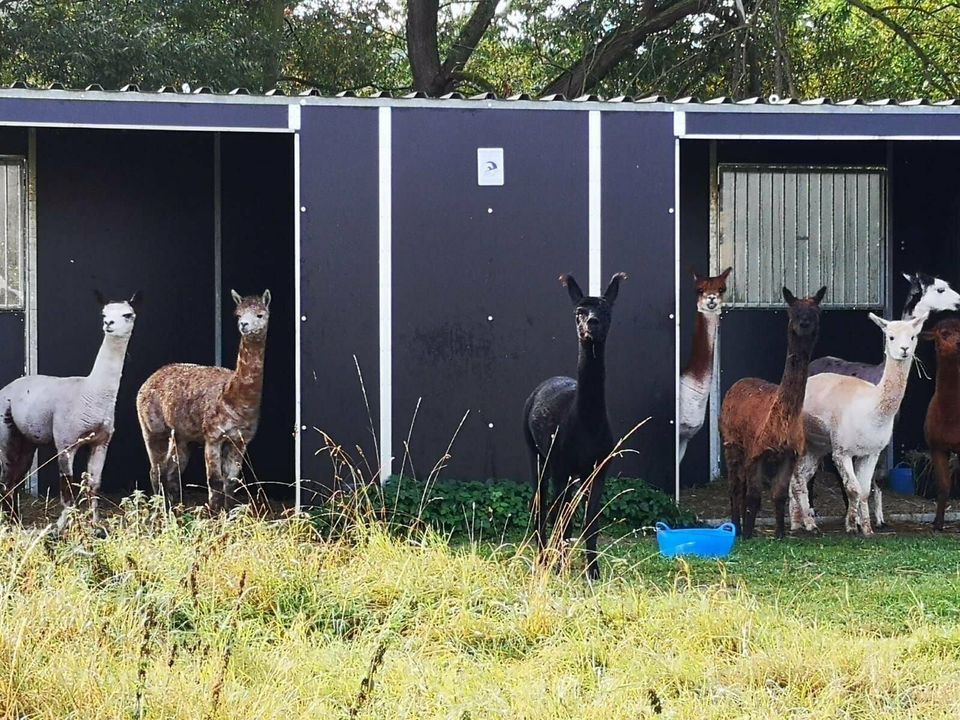 Weidehütte-Bausatz, 6x3, mobil möglich, Finanzierung möglich in Grebenstein