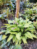 Zwerg Funkien Hosta 10cm hoch Kreis Pinneberg - Elmshorn Vorschau