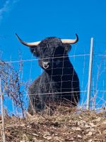 Highland Cattle - Schottisches Hochlandrind  Herdbuch Hessen - Bad Endbach Vorschau