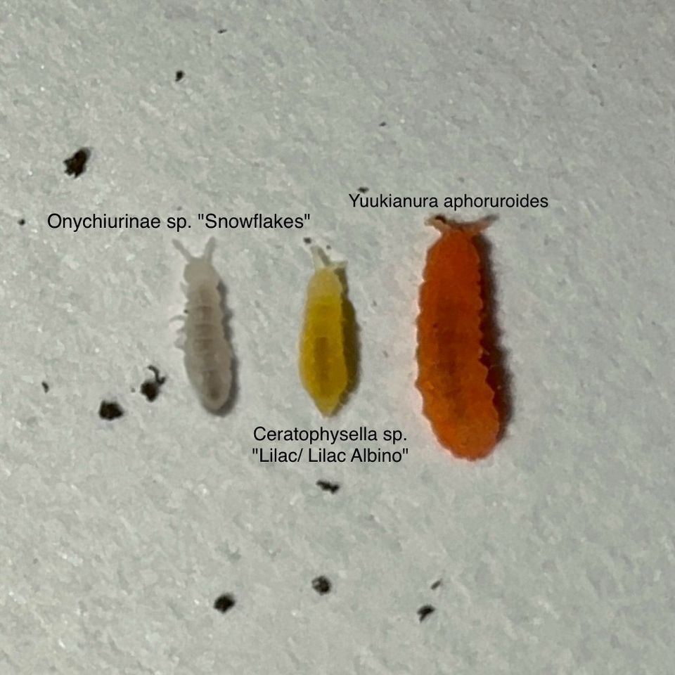 Onychiurinae sp. "Snowflakes" Springschwänze/ Bodenpolizei in Herrenberg