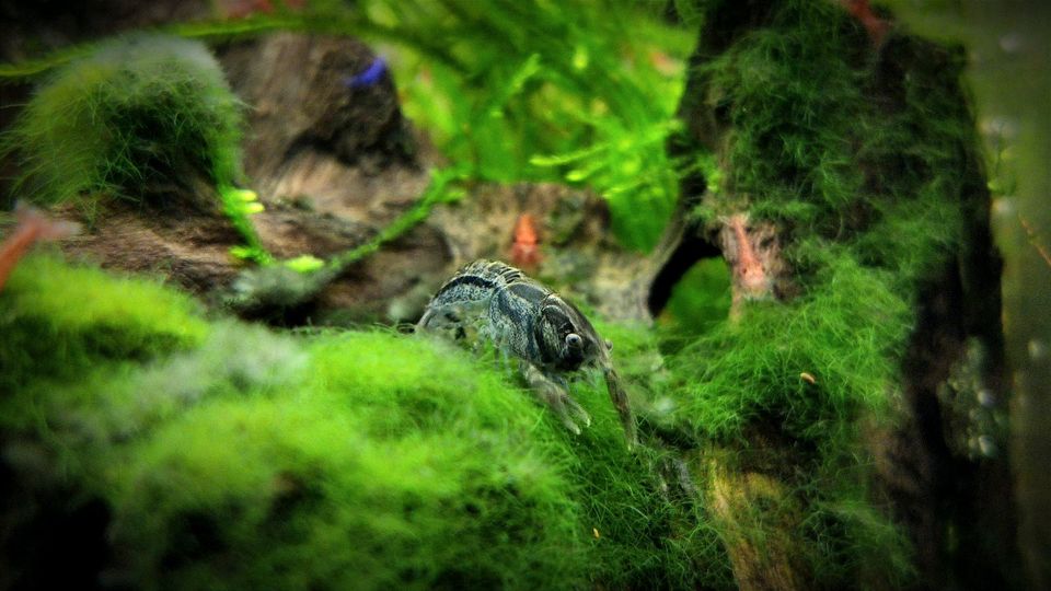 ❗Cambarellus Diminutus kleinster Zwergkrebs für Nano Aquarium❗ in Oberhausen