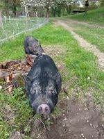 2 mini Schweine Nordrhein-Westfalen - Extertal Vorschau