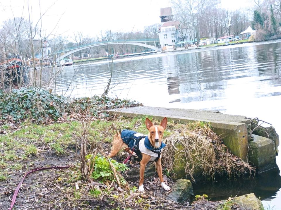 JERR  Podenco Rüde Tierschutz Hund in Berlin