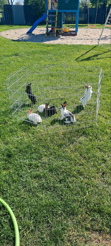 Junge Kaninchen abzugeben in Herzberg/Elster