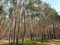 Kiefernwald bei Neukirch (ca. 3 ha) Neukirch (bei Königsbrück) - Schmorkau Vorschau