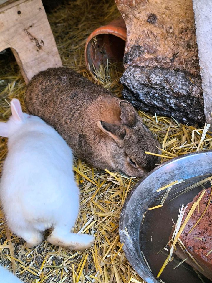 Kaninchen. in Stuttgart