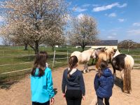 Kindergeburtstag mit Pferden/ Reiten Bayern - Frensdorf Vorschau