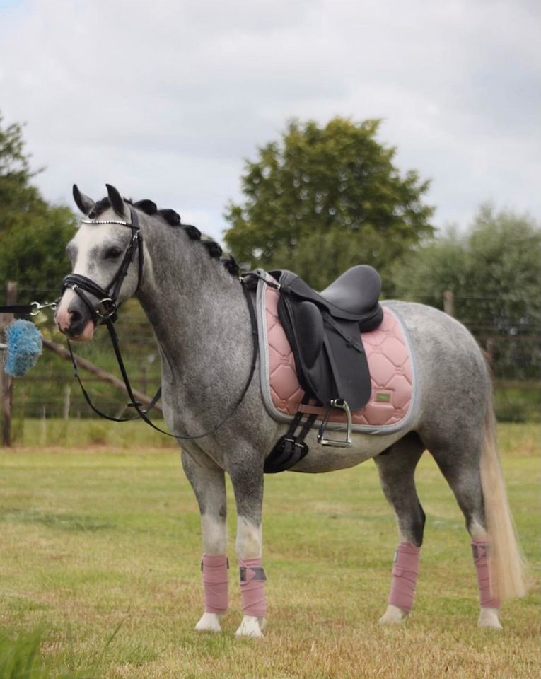 LACK Trensen anatomisch SCHWARZ oder WEISS unterlegt Mini, Shetty, Pony, vb, Wb, kb €51,95 in Rehburg-Loccum