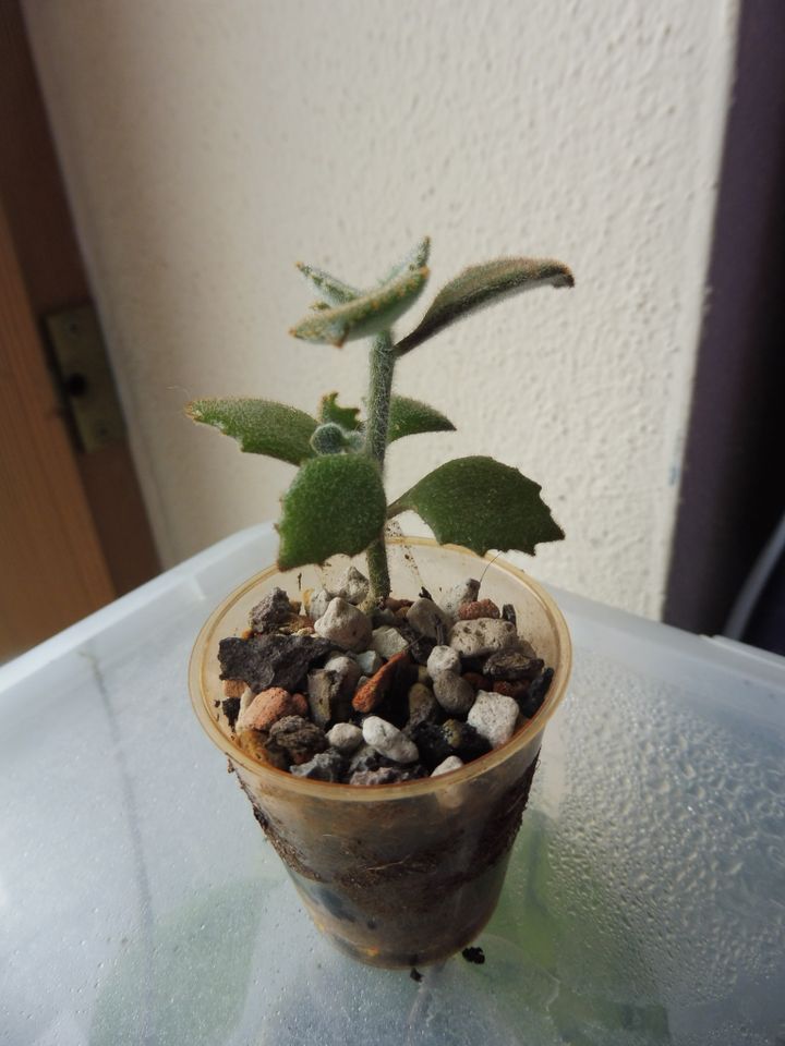 Samt-Kalanchoe Kalanchoe (Kalanchoe beharensis) Babypflanze in Rain Lech