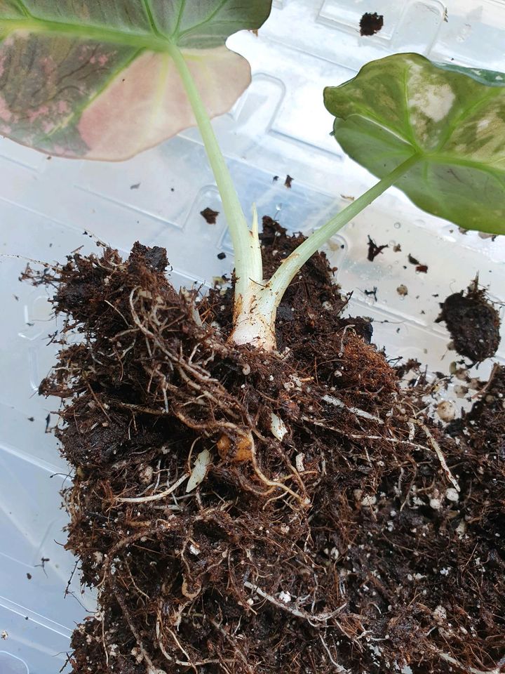 Alocasia Black Velvet Pink Variegata mit Rhizome in Köln