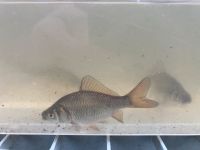 Goldfische naturfarben Nordrhein-Westfalen - Horstmar Vorschau