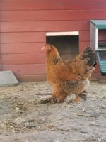 Hühner abzugeben Niedersachsen - Nordstemmen Vorschau