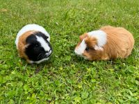 Meerschweinchen Simba & Penelope suchen ein liebevolles Zuhause Bayern - Opfenbach Vorschau
