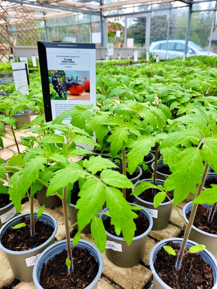 Tomate Harzfeuer, und viele weitere Sorten in Bio-Erde großgezoge in Schlanstedt