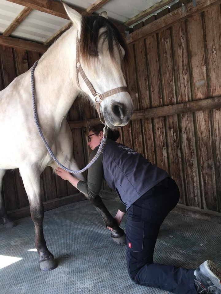 Manuelle Pferdetherapie. Masterson Method®, Pferdephysiotherapie in Südbrookmerland