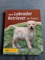 Mein Labrador Retriever zu Hause Baden-Württemberg - Altdorf Vorschau