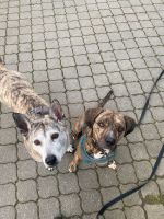 Suche Hundetrainer/in für Betreuung München - Berg-am-Laim Vorschau