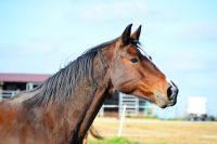 Reitbeteiligung (Pferd sucht Reiter) Niedersachsen - Groß Twülpstedt Vorschau