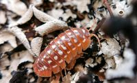 Armadillidium werneri Orange Asseln Hessen - Schotten Vorschau