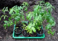 Tomatenpflanzen, Tomaten, Kirschtomaten Sachsen - Pirna Vorschau