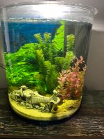 Aquarium Tetra 60 l Nordrhein-Westfalen - Gelsenkirchen Vorschau