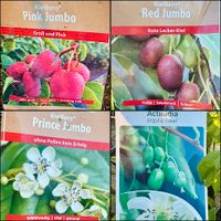 ❗️26%RABATT❗️Kiwi❗️Actinidia arguta❗️Issai/Weiki/Pink/Red/Price/ Nordrhein-Westfalen - Porta Westfalica Vorschau