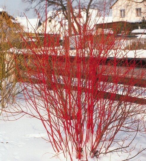 Sibirischer Hartriegel Cornus alba 'Sibirica' in Simmerath