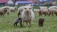 Wir suchen Schafscherer für 20 Schafe in Sagard auf Rügen Mecklenburg-Vorpommern - Sagard Vorschau