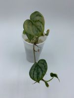 Philodendron Brandtianum Bayern - Neutraubling Vorschau