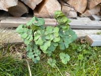 AKELEI - LILA BLÜHEND Bayern - Rehau Vorschau