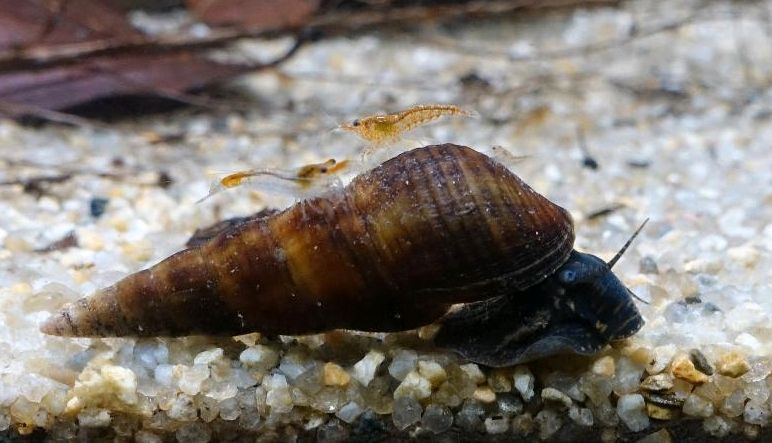 ♦️ Riesenturmdeckelschnecke - Brotia herculea ♦️ in Peißenberg