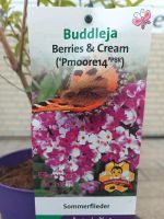 Sommerflieder Buddleja davidii 'Berries & Cream' Nordrhein-Westfalen - Simmerath Vorschau