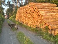 Stammholz Hartholz - Birke - Kiefer diverse Holzarten Baumstämme Sachsen - Pegau Vorschau