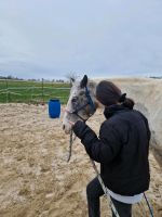 Reitpädagogik für Kinder von 6-10 Jahren Niedersachsen - Staffhorst Vorschau