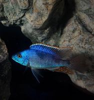 Hemitilapia oxyrhynchus Malawi nonmbuna Mecklenburg-Vorpommern - Gützkow Vorschau