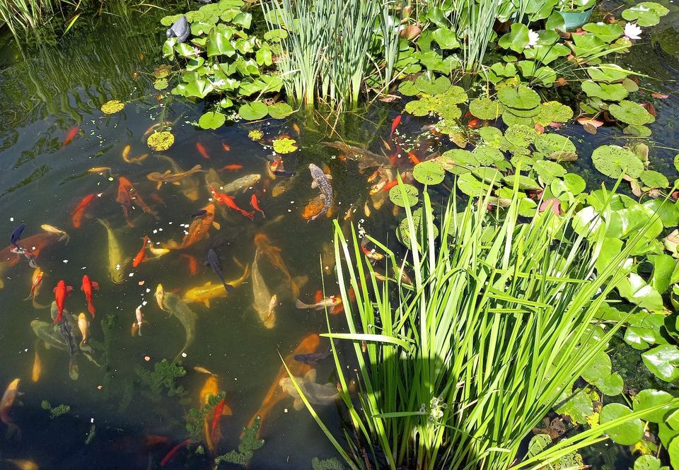 Koi + vers. Goldfische großer Natur-Teichbesatz f.großen Teich in München