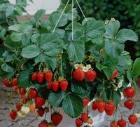 Antikes Ochsenkummet Ortscheid Deko Blumenampel Thüringen - Weimar Vorschau