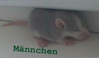 3 Ratten Babys (Männchen) Schleswig-Holstein - Bokel Vorschau