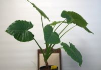 Alocasia gageana Rheinland-Pfalz - Trier Vorschau