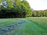 Pacht: Acker Grünland Ackerflächen Grünfläche Wiese gesucht Mecklenburg-Vorpommern - Gützkow Vorschau