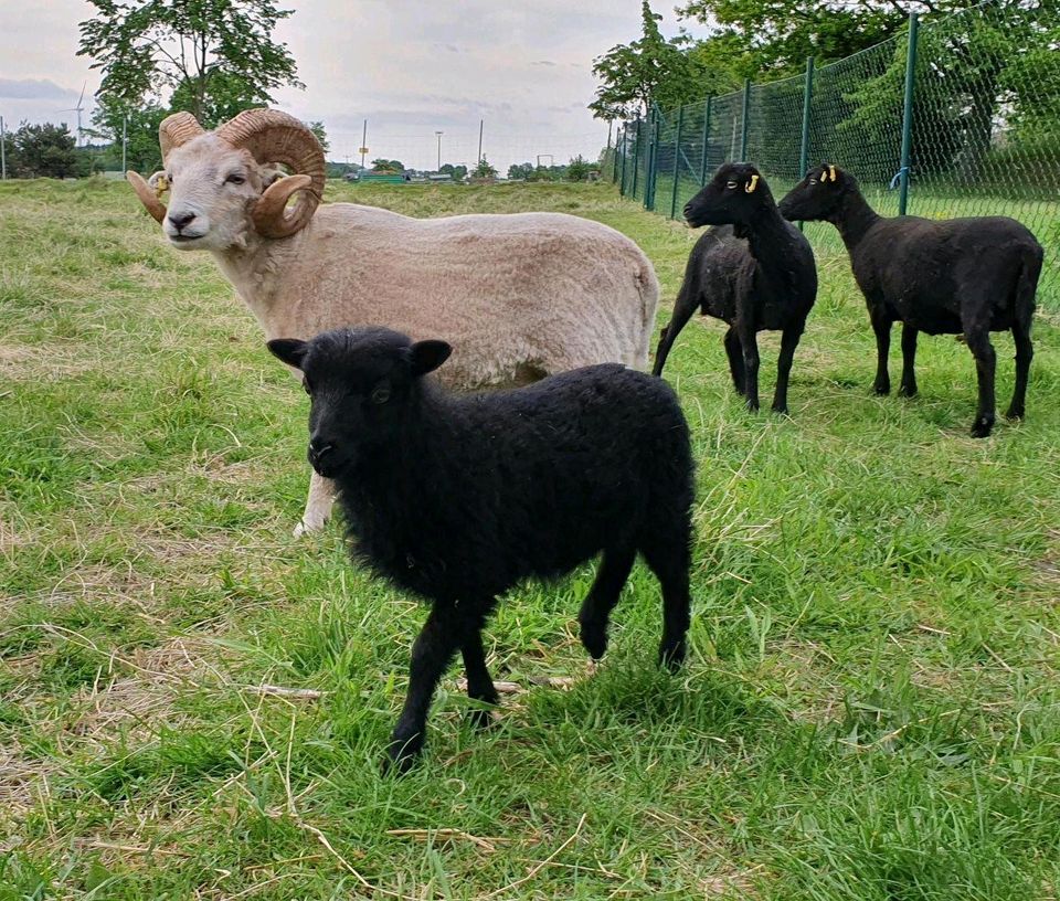 Ouessant Zwergschaf Lämmer Quessant in Rietz-Neuendorf