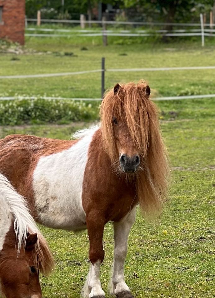 Mini Shetty Stute gescheckt in Rahden