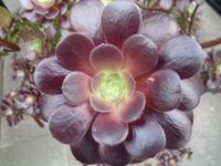 Aeonium aureum var. artropurpureum Nordrhein-Westfalen - Höxter Vorschau