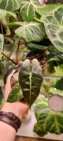 Alocasia Polly Variegata Rheinland-Pfalz - Montabaur Vorschau